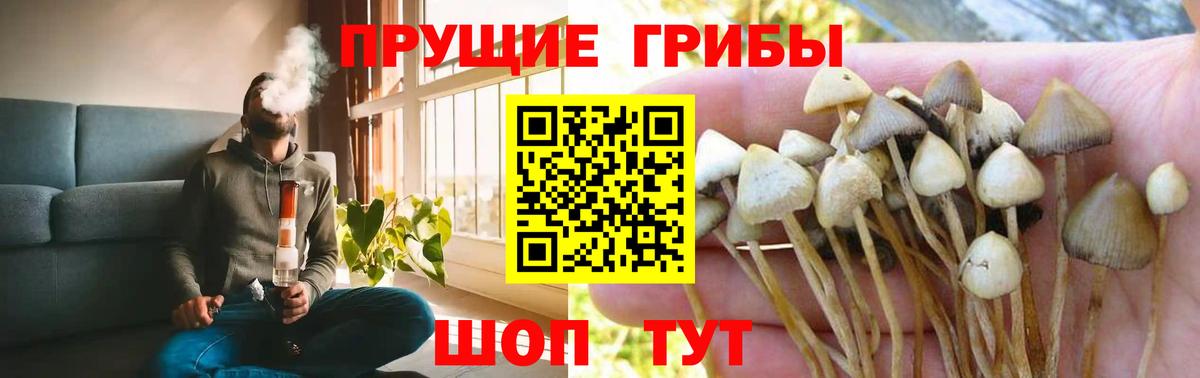 Псилоцибиновые грибы Psilocybine cubensis Новочебоксарск